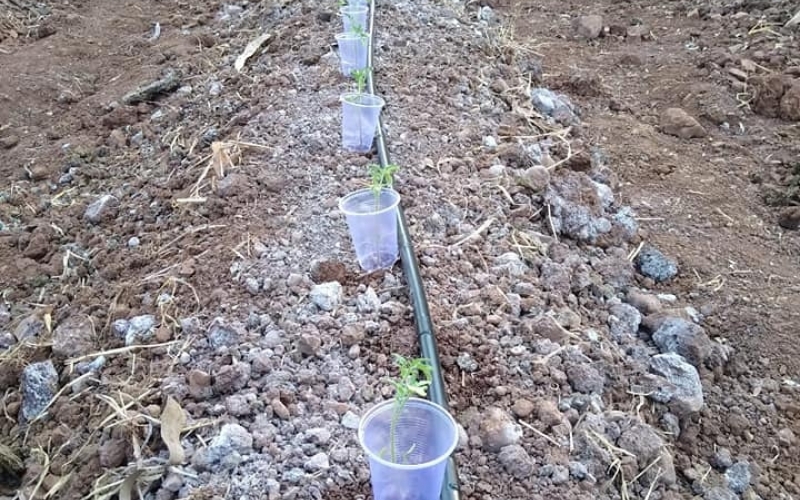 A Secretaria Municipal de Agricultura e o IDR-Parana estão desenvolvendo um projeto com tomate orgânico. 